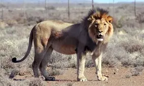 این شیر ایرانی به یک مقام روسی اهدا شد!