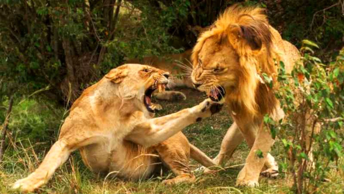 ۱۰ حیوانی که میتوانند شیر شکار کنند