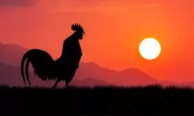 چرا خروس‌ها در سپیده دم بانگ سر می‌دهند؟

