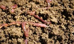 حقایق جذاب و شگفت انگیز درباره کرم