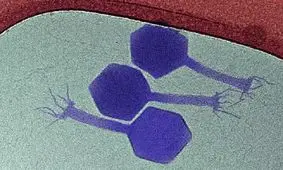 کشف ویروسی که به باکتری‌های خفته حمله می‌کند

