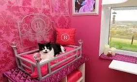 هتل پنج‌ستاره برای گربه‌ها/ ویدئو 