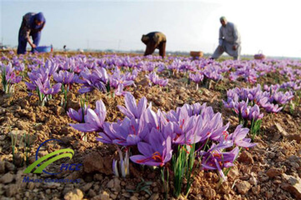 طالبان زعفران ایرانی را صادر میکند