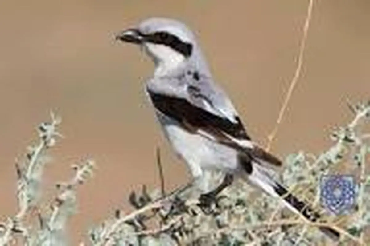 سنگ چشم تورانی؛ شکارچی مخوف ایرانی با روشی ترسناک طعمه ها را شکار می کند/ ویدئو