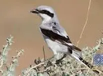 سنگ چشم تورانی؛ شکارچی مخوف ایرانی با روشی ترسناک طعمه ها را شکار می کند/ ویدئو