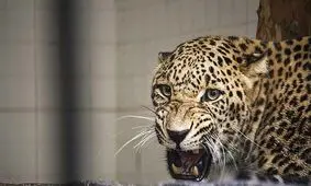 «کیجا»، ماده پلنگ ارم تلف شد