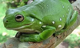 این حیوان هنگام غذا خوردن زبان خود را قورت می‌دهد