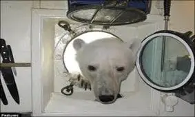 خرس قطبی برای پیدا کردن غذا سوار کشتی اتمی شد/ ویدئو 