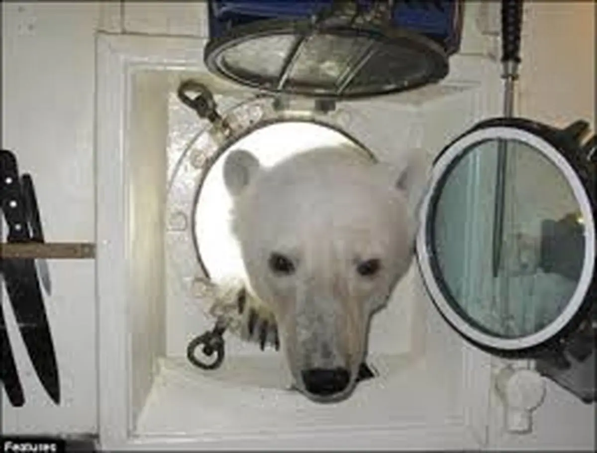 خرس قطبی برای پیدا کردن غذا سوار کشتی اتمی شد/ ویدئو 