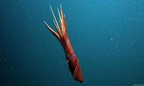 حیواناتی که بال دارند و نمی‌پرند و برعکس