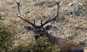 مرال‌های پارک ملی گلستان به‌وقت گاوبانگی/ ویدئو