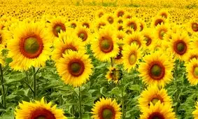 اگر بتوانید این معما را حل کنید، خیلی باهوش هستید