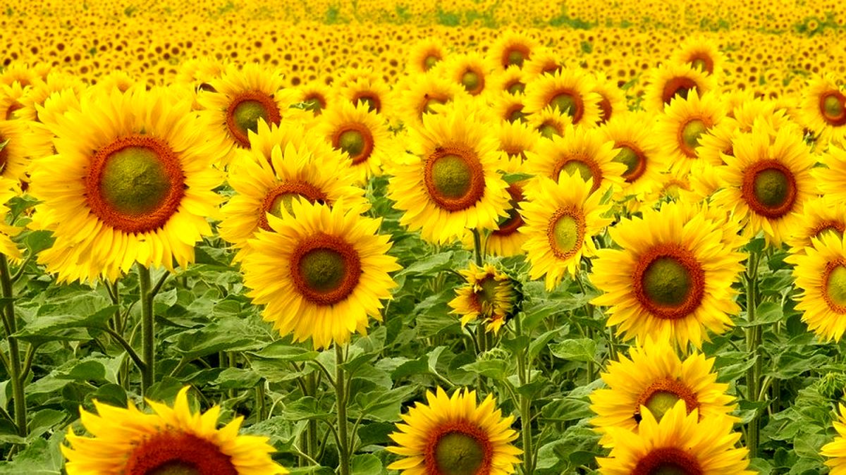 اگر بتوانید این معما را حل کنید، خیلی باهوش هستید