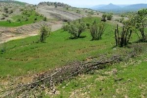 مزایده زمین در شمیران از متری ۴۰ تومان، شهریور ۱۳۴۱