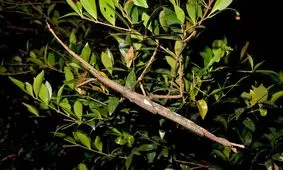 کشف یک گونه حشره چوب‌مانند در استرالیا/ ویدئو

