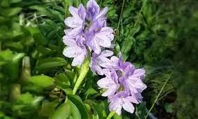 شیطان بنفش را به سفره‌ های هفت سین راه ندهید/ ویدئو