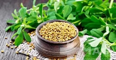 از خواص دارویی شنبلیله چه می دانید