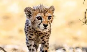 سرنوشت عجیب توله‌یوزهای ایرانی/ ویدئو