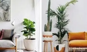 این ۷ گیاه آپارتمانی، هوای خانه را تمیز می‌کنند