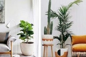 این ۷ گیاه آپارتمانی، هوای خانه را تمیز می‌کنند