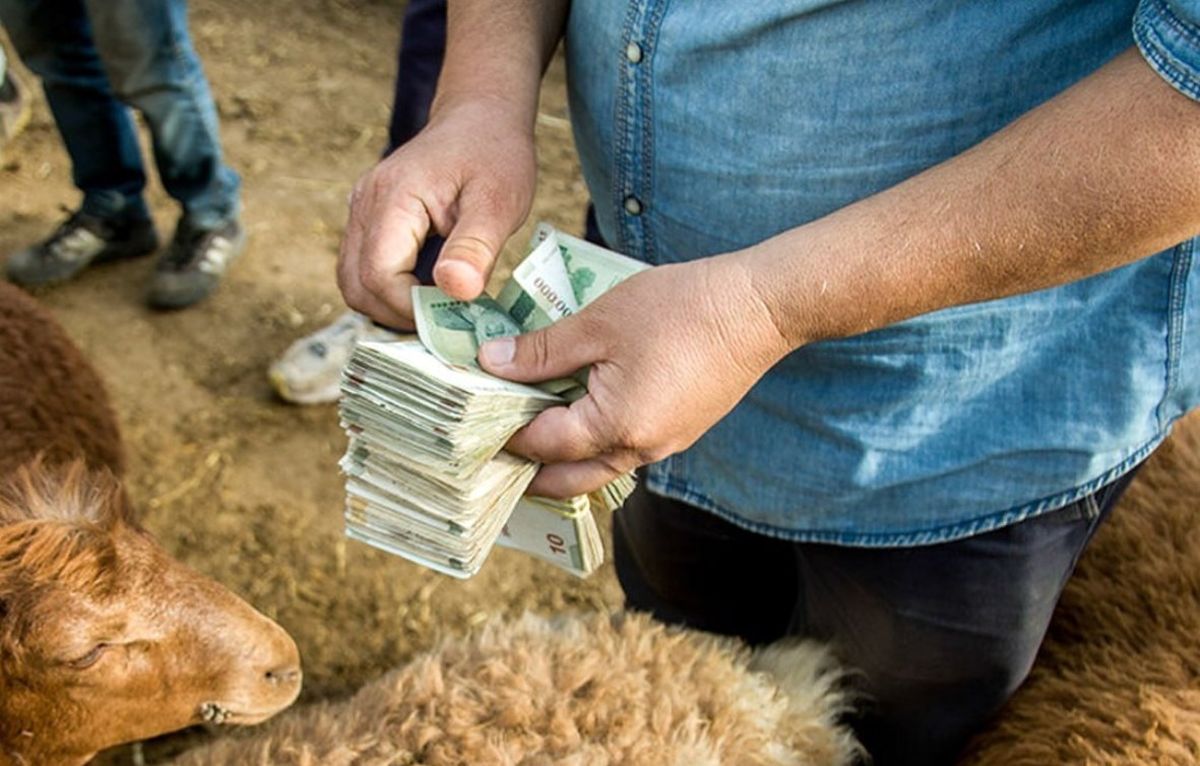  قیمت دام عید قربان تعیین شد 