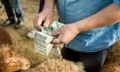 قیمت دام عید قربان تعیین شد

