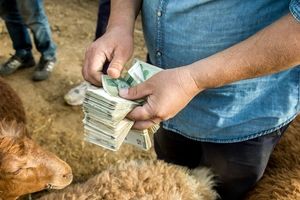 قیمت دام عید قربان تعیین شد

