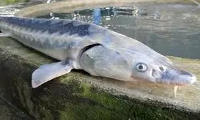 استخراج خاویار از شکم "فیل ماهی" ۹۰ کیلویی در لرستان/ ویدئو