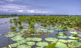۴۳ درصد تالاب‌های کشور به کانون گرد و غبار تبدیل شده‌اند