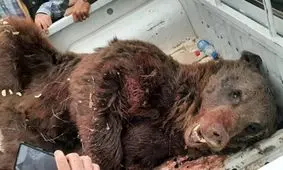 محیط زیست: خرس قهوه ای سیوند تلف شد