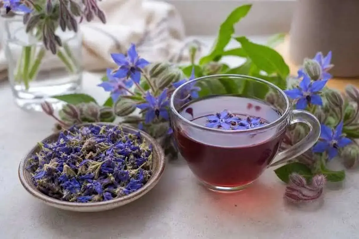 چرا گل گاوزبان حریف اضطراب های ما نمی‌شود؟