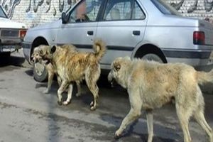 حمله سگ‌های ولگرد به یک پیرزن در نوق رفسنجان مرگ وی را رقم زد