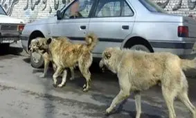 حمله سگ‌های ولگرد به یک پیرزن در نوق رفسنجان مرگ وی را رقم زد