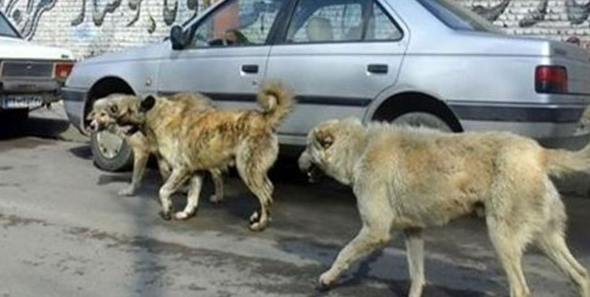حمله سگهای ولگرد به یک پیرزن در نوق رفسنجان مرگ وی را رقم زد