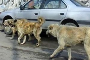 حمله سگ‌های ولگرد به یک پیرزن در نوق رفسنجان مرگ وی را رقم زد