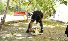 اعتیاد سگ ها در پاتوق معتادان!