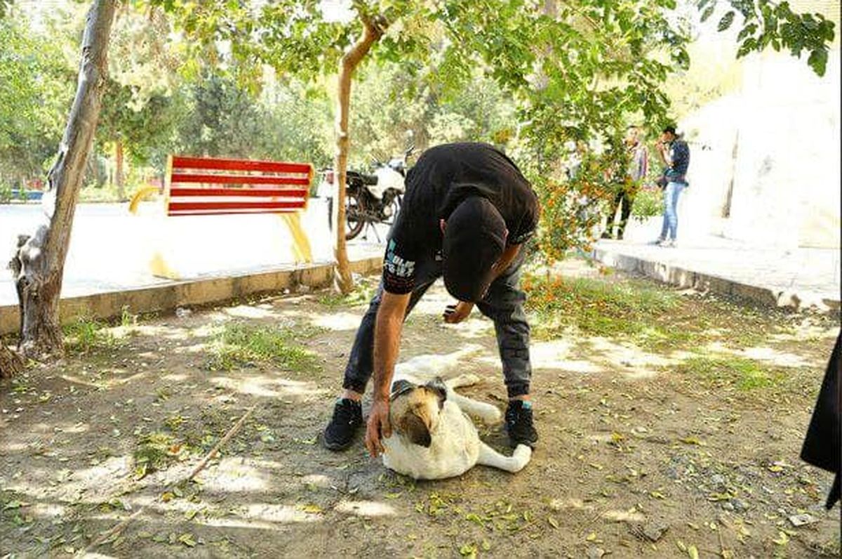 اعتیاد سگ ها در پاتوق معتادان!