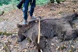 شکارچی غیرمجاز خرس در رامیان شناسایی شد