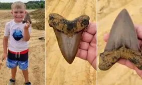 پیدا شدن فسیل چند میلیون ساله دندان یک کوسه غول پیکر 