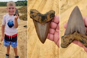 پیدا شدن فسیل چند میلیون ساله دندان یک کوسه غول پیکر 