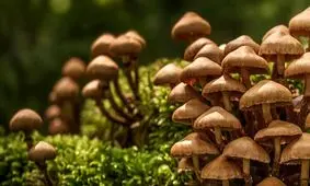 مسمومیت با قارچ خودرو، ۲۳ کرمانشاهی را راهی بیمارستان کرد