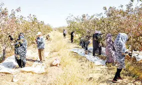 مورد عجیب شاکی‌های حرفه‌ای در شهر سیرجان کرمان/ پیشه: شاکی حرفه‌ای