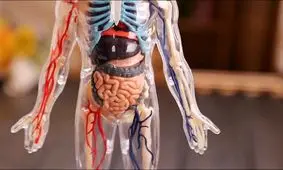 اعضای بدون استفاده بدن انسان کدامند؟