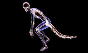 محققان در پژوهشی تازه متوجه شدند که چرا انسان‌ها دم ندارند