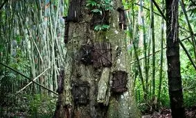 عجیب‌ترین گورستان‌های جهان؛ از رستوران تا درخت!/ عکس
