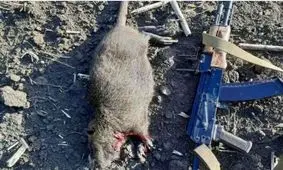 گربه‌ ها هم به خط مقدم جنگ در اوکراین اعزام شدند!/ عکس