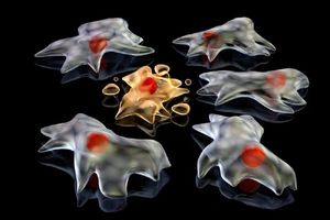 ردپای مرگ؛ وقتی سلول‌ها یار کمکی ویروس‌ها می‌شوند