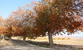 پاییز تهران خشک‌تر از تابستان خواهد بود/ بارش‌های مهرماه به یک میلی‌متر هم نرسید