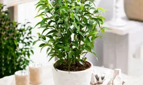 پرورش گیاه بنجامین در خانه با نکاتی که باید بدانید