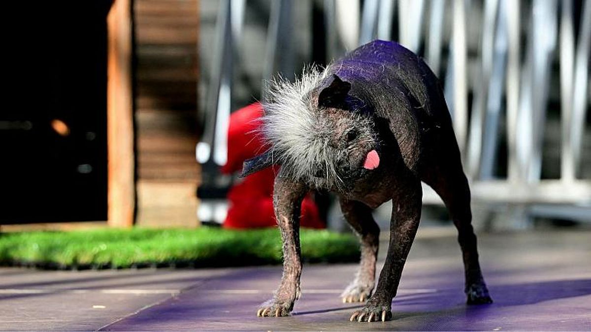 برنده مسابقه «زشت‌ترین سگ جهان» در سال ۲۰۲۲ معرفی شد